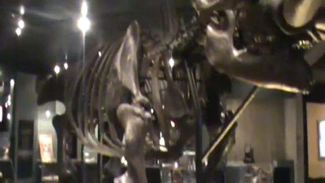 2 Mastodon fossils found in Ohio