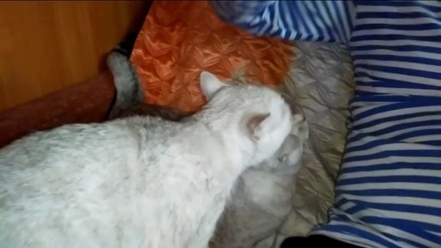 Шотландцы