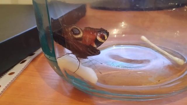 VID 20191129 181346 смотреть онлайн