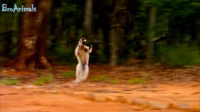 ПРИКОЛЫ С ЖИВОТНЫМИ | FUN WITH ANIMALS #68 смотреть онлайн