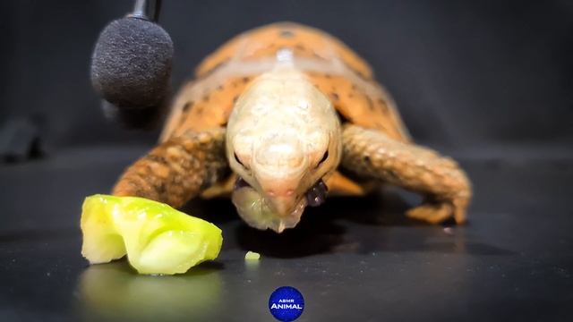 ASMR Mukbang Eating 7 Foods 🐢 Turtle Tortoise 109
