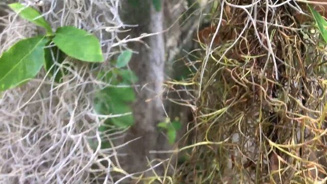 eRanger: Spanish Moss - Stephen C. Foster смотреть онлайн