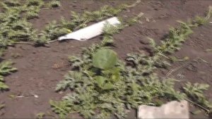 Выращивание привитых арбузов(результат на 20 июля).3 часть