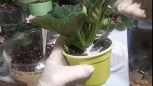 СЕКРЕТЫ ОМОЛОЖЕНИЯ Старой Фиалки!