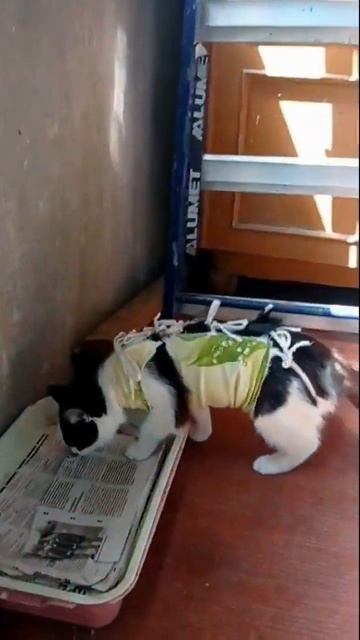 #shorts Люся после стерилизации / Lucy the cat after sterilization смотреть онлайн