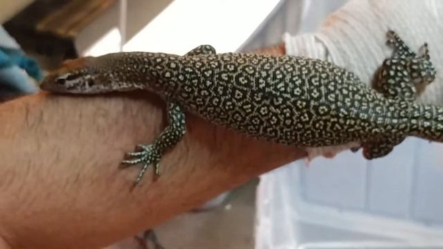 Kissar Island Timor Monitor смотреть онлайн