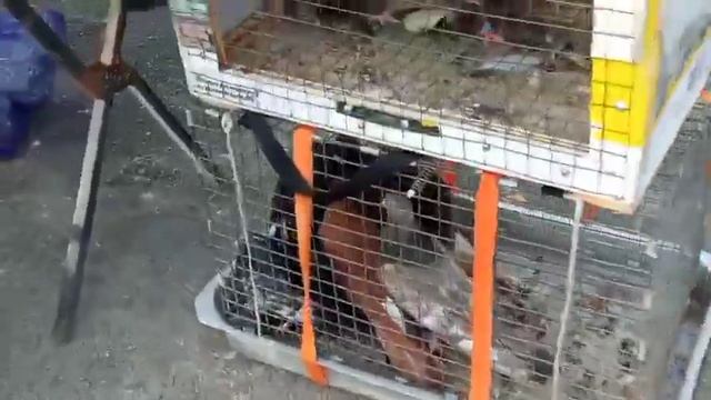 Птичий рынок Нижнегорск (1 часть) смотреть онлайн