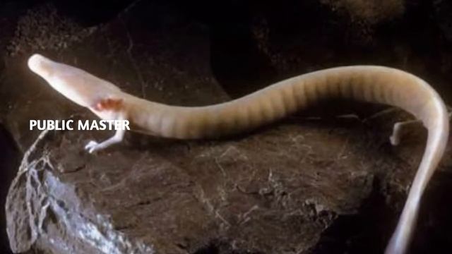 7 ವರ್ಷದಿಂದ ಊಟ ಮಾಡದೆ ನಿಂತಲ್ಲೆ ನಿಂತಿದೆ ಈ ಜೀವಿ | Cave Salamander Didn’t Move From The Same Spot 7 year смотреть онлайн