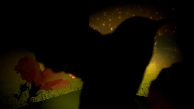 kam 3D humming bird смотреть онлайн