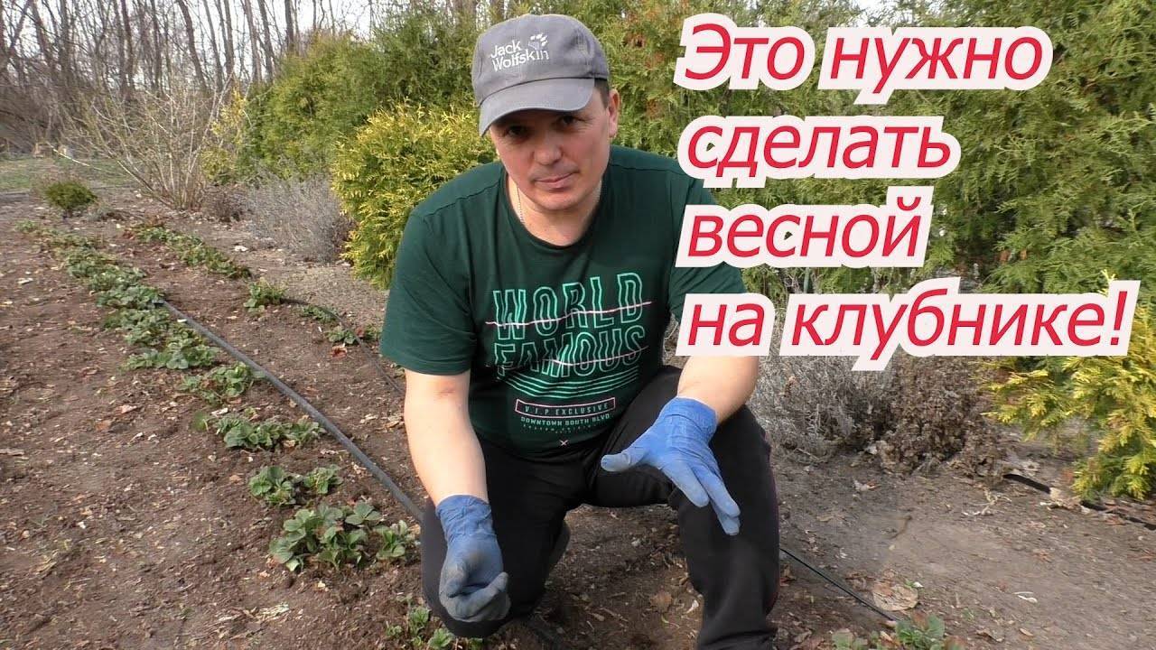 Первые работы на клубнике ранней весной! Секреты СУПЕР урожая! 🍓