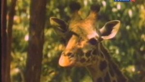 Ток шоу ЛИНИЯ ЖИЗНИ /  Николай Дроздов