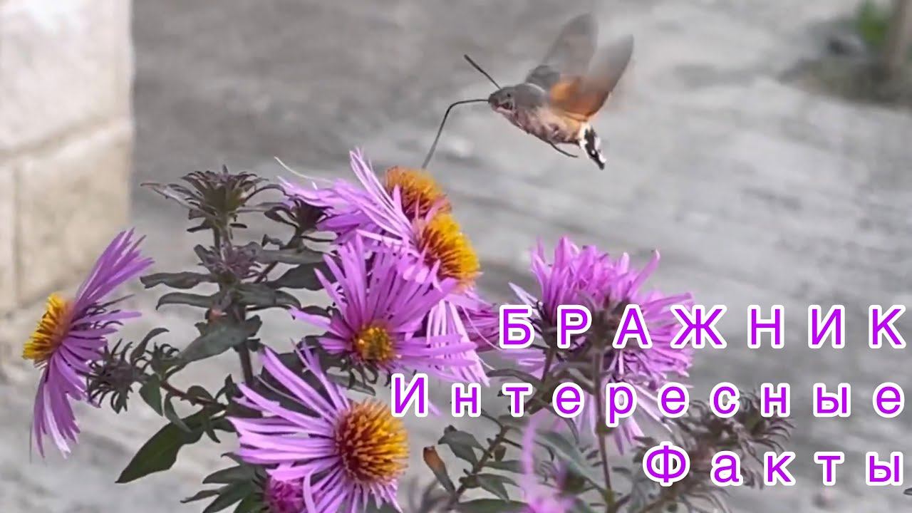 Бражник - интересные факты! Бабочка -Бражник! 26 октября 2021 г.