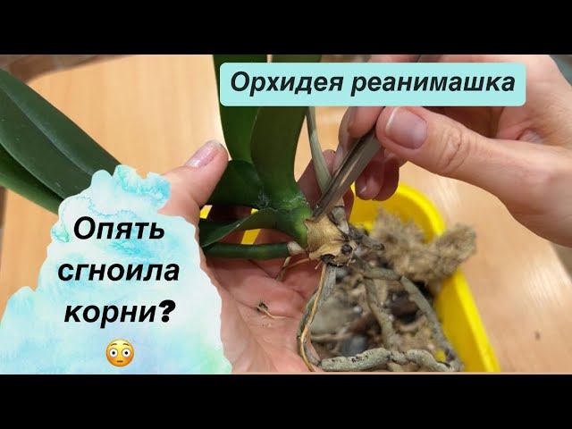 ОПЯТЬ СГНИЛИ КОРНИ У ОРХИДЕИ? реанимирую уценки #пересадкаорхидеи #реанимацияорхидеи #спасаюорхидею