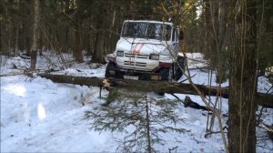 дерево на просеке