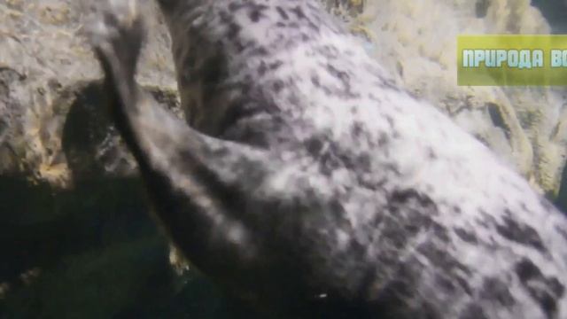 Тайны арктической природы Жизнь на краю света