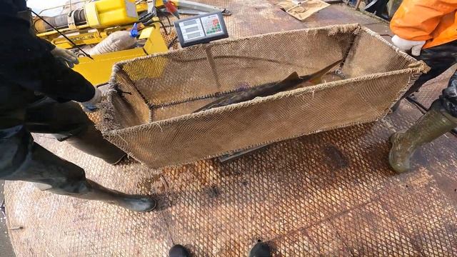 Чипируем самок русского осетра смотреть онлайн