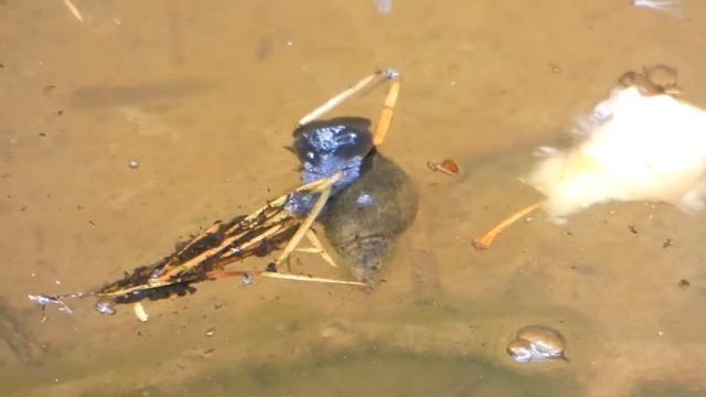 Great Pond Snail - Lymnaea stagnalis - just under the water's surface in SE Cornwall. смотреть онлайн