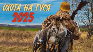 Весенняя охота на гуся 2025 Псковская область