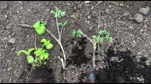 Какие ошибки я совершила при посадке пионов и гортензии из Леруа Мерлен и как их исправить?