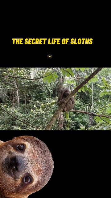 The Secret Life of Sloths: A Close-Up Look at these Fascinating Creatures #shorts смотреть онлайн