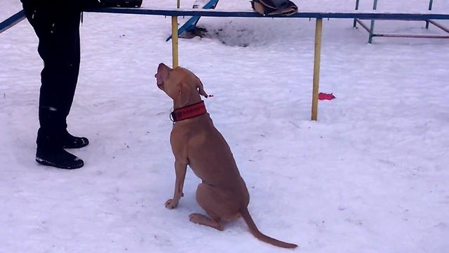 MADMAN BARNEY Boy (Барни Бой) 16 месяцев смотреть онлайн