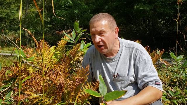 Cinnamon fern