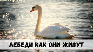 Лебеди удивительные птицы