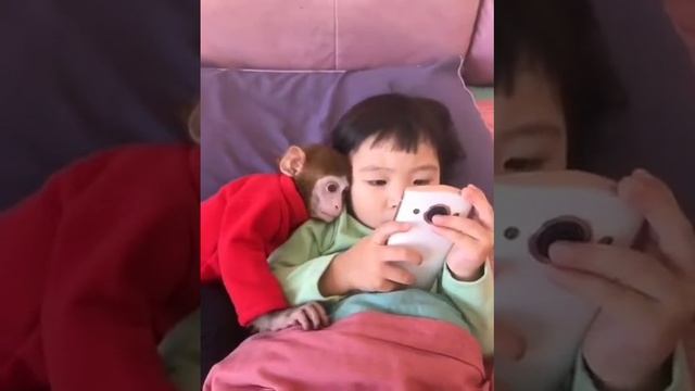 Смешные обезьянки смотреть онлайн