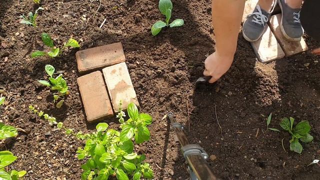 Planting out our winter seedlings/ strawberry propagation