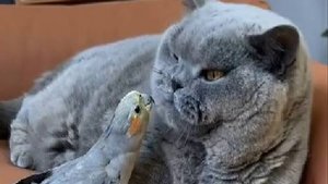 Очень смешные моменты с котами попавшие на камеру. Прикольные коты и собаки. Серия 17