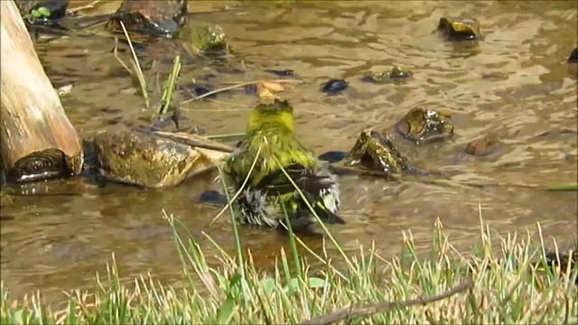 2019 3 12 ЧИЖИ ВЕСЕЛЬЕ НА ОРНИТОЛОГИЧЕСКОЙ СТАНЦИИ смотреть онлайн