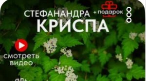 СТЕФАНАНДРА