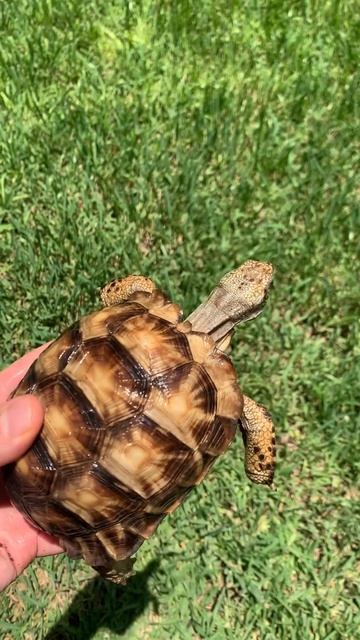 Texas tortoise with hypomelanism! #shorts смотреть онлайн