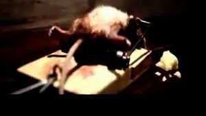 Классная реклама сыра!