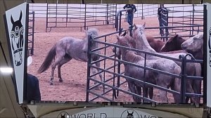 Парелли Приручение Мустангов|Parelli Mustang Tamings