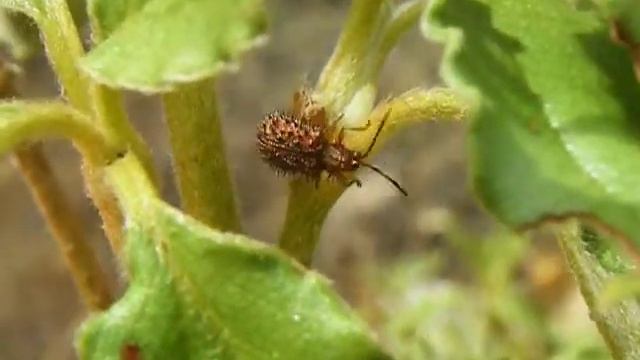 Dicladispa testacea смотреть онлайн