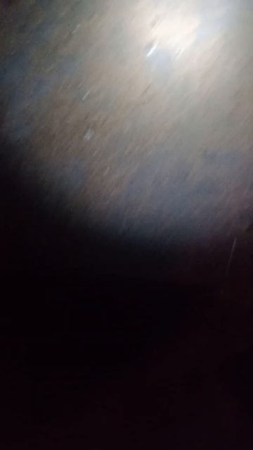 Picking up emu egg #3 in the rain #shorts #farmanimals #emu смотреть онлайн