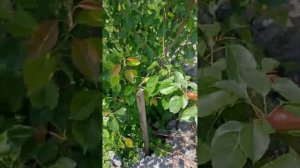 Груша Талгарская Красавица на айве.