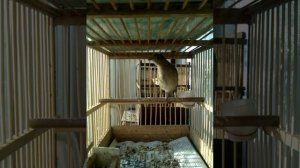 Соловьи восточники