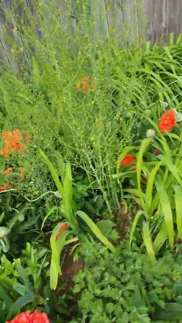 Вот это маки. Мачища!!! смотреть онлайн