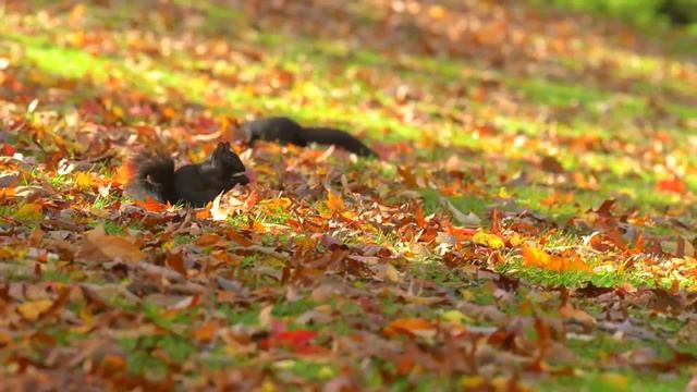 Белочка в осеннем парке - Squirrel in the autumn Park смотреть онлайн