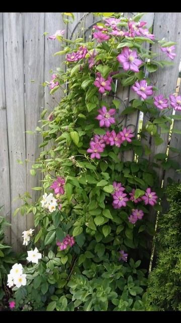 Garden Ideas: CLIMBING PLANTS can ADD HEIGHT IN GARDEN! смотреть онлайн