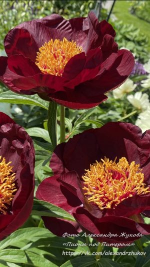 Обзор корней пионов из питомника Пионы под Питером