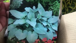 Выписала 6 роскошных сортов хост: будем делать малоуходный сад