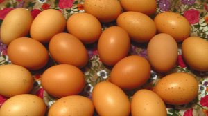 12-04-2025Куры Виандот серебро