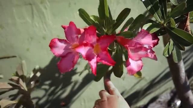 30fps to 60fps Optical Flow Artificially Added Frames With Adobe Media Encoder | Read Description