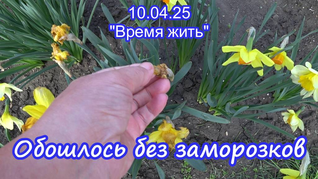 09.04.25  Обошлось без заморозков смотреть онлайн