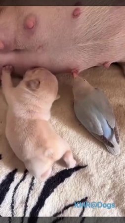 Пользуясь случаем, пользуюсь свободной титькой🐦😋😂 ( видео про щенков и птиц )