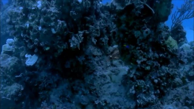 TRILOGY OF LIFE - Sea Monsters & Walking with Dinosaurs - Horned shark / Hybodus смотреть онлайн