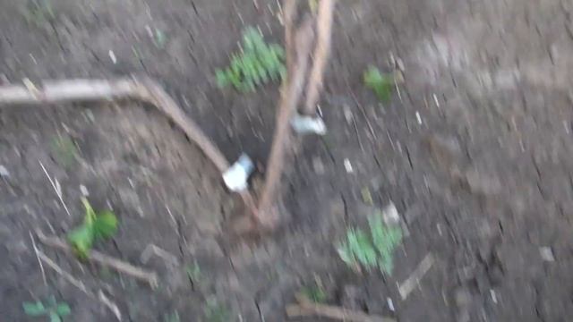 Весна. Первые зелёные операции на винограднике. Формируем кусты. смотреть онлайн